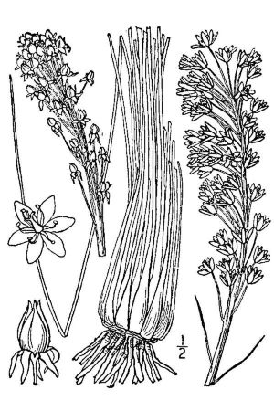 Xerophyllum asphodeloides 